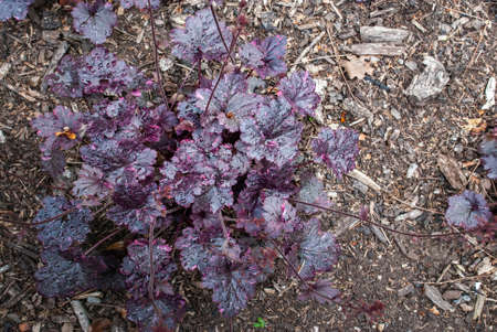 Heuchera is a genus of evergreen, herbaceous perennial plants in the family Saxifragaceae full bloom grown in a botanic garden.の写真素材