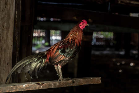 Colorful rooster or fighting cock in the temple, A gamecock is a type of rooster and game fowl, a type of chicken with physical and behavioral traits suitable for cockfighting.の写真素材