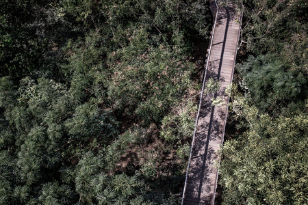 Top view of nature park with wooden walkway with trees, Beauty nature scene.