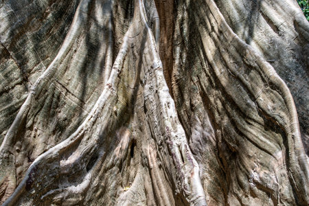 Details of The image of The largest and highest giant tree  in Ban Sanam of Uthai Thani Province,...
