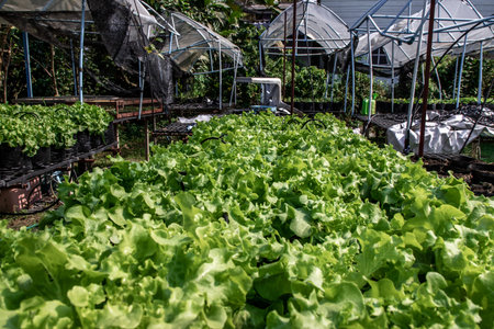 Organic green Lettuce growing in farm for agriculture concept, Cultivation hydroponic vegetable in farm plant market. Vegetable background, Selective focus.の写真素材