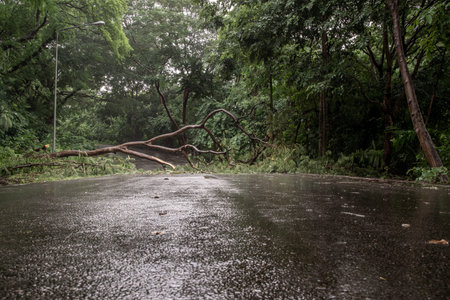 Falling tree debris block road in forest after rain storm. Tree and obstacle, Selective focus.