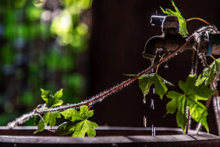 Water is Life. The moment of Water dripping flowing throug a ivy's leave going into the old big earthen jars. Light and shadow, Selective focusの写真素材