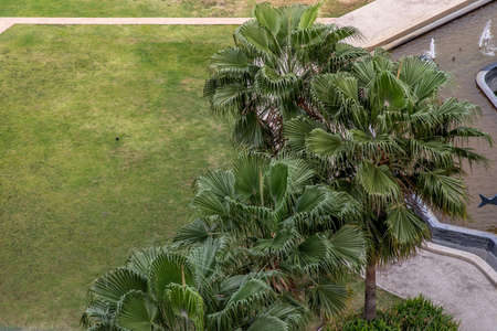 Aerial view of a rest area with Lawn and trees of the Condominium's central garden.の写真素材