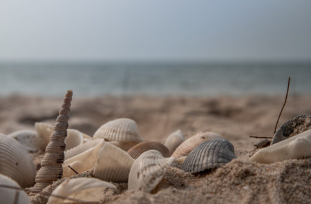 Close-up of Seashell in sand on the beach and copy space. Sand pattern of a beach in the summer.