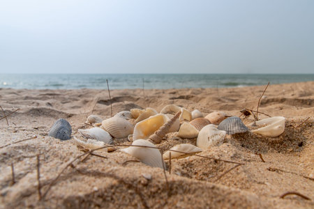 Seashell in sand on the beach and copy space. Sand pattern of a beach in the summer.