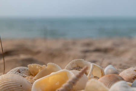 Seashell in sand on the beach and copy space. Sand pattern of a beach in the summer.の写真素材