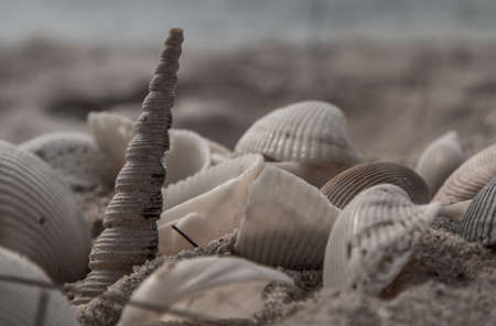 Close-up of Seashell in sand on the beach and copy space. Sand pattern of a beach in the summer. Black and White.の写真素材