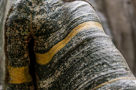 Details of The image of The largest and highest giant tree  in Ban Sanam of Uthai Thani Province,...