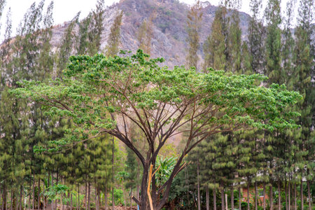 Beautiful view of landscape at Khao i bid or Khao e go at Khao Yoi District, Phetchaburi province,...