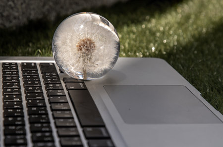 Crepis foetida flower in Glass paperweight on laptop keyboard. Concept for Integration between...