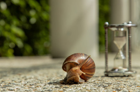 Dark achatina snail with Dark shell crawling on the Stone floor near Hourglass. Deadline concept and...