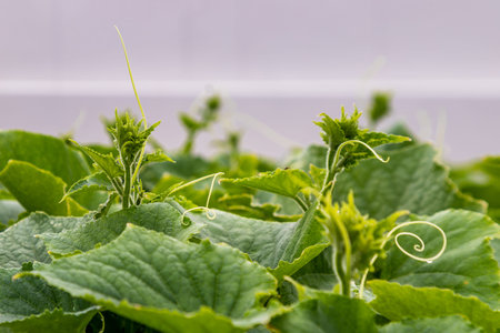 leaves are raised to receive soft sunlight in the morning. Copy space, Selective focus.