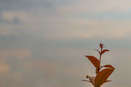 leaves are raised to receive soft sunlight in the morning. Copy space, Selective focus.