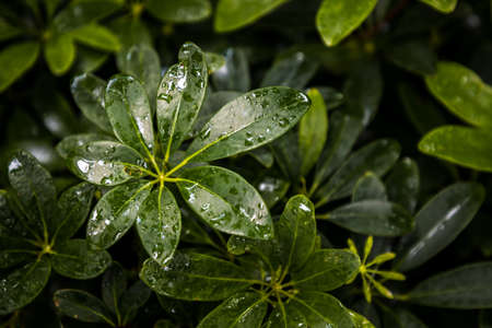 Water drops on thai eggplant tree beautifully blooming in vegetable garden. Selective focus.の写真素材