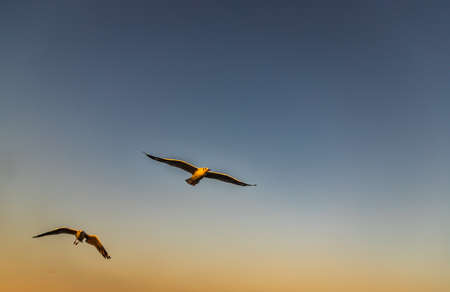 Group of Seagulls flying spread wings in the sky at evening. Space for text, No focus, specifically.の写真素材