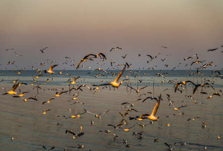 Group of Seagulls flying spread wings in the sky at evening. Space for text, No focus, specifically.の写真素材