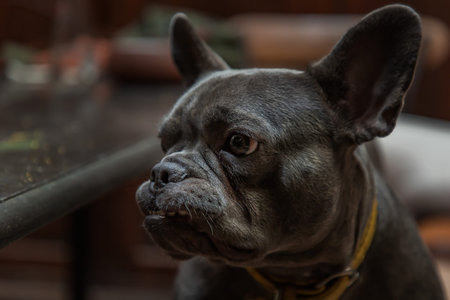 Close-up of Puppy french bulldog stand on chair by table in home. Selective focus.の写真素材