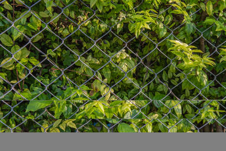 trees by the fence on beside the Road. vertical garden wall. Selective focus.の写真素材