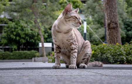The cute cat is sitting in park. Street cat. Selective focus.の写真素材