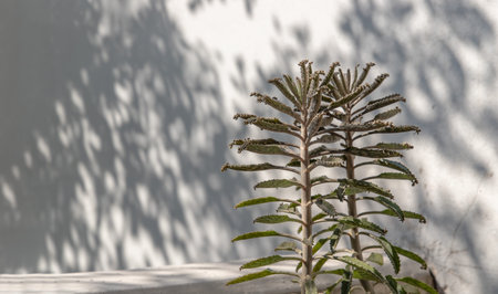Closeup of view on Kalanchoe Delagoensis. The plant is also know as Mother of Millions, Devil's...