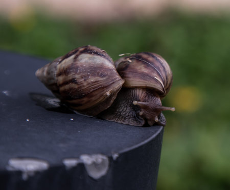 Dark achatina snail with a brown striped shell crawling on the Stone floor. The concept runs slowly, Copy space, Selective focus.の写真素材