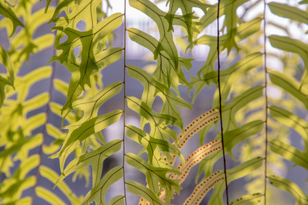 Beautiful background with young green ferns leaves in sunlight. Perfect natural fern pattern, Copy space, Selective focus.の写真素材