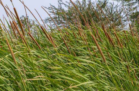 Green paddy field background and ear of rice plant near harvest. Rice field. Selective focus.の写真素材
