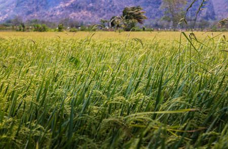 Green paddy field background and ear of rice plant near harvest. Rice field. Selective focus.の写真素材