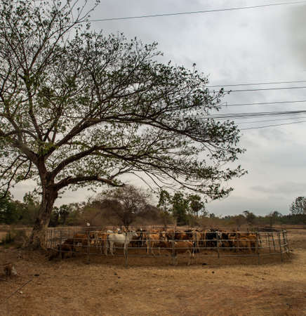 Cows in the cattlepen. Native cattle farms of rural Thai people. Cows in the cattlepen. Native cattle farms of rural Thai people. No focus, specifically.の写真素材