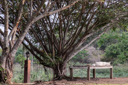 White dog sit and rest on Old wooden stretcher or Old wooden litter bed on the dry ground under big tree. No focus, specifically.の写真素材
