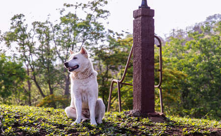 White dog sit and rest on Old wooden stretcher or Old wooden litter bed on the dry ground under big tree. No focus, specifically.の写真素材