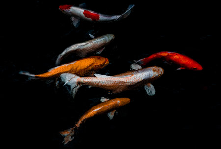 Koi Fish or Koi Carp swimming inside the fish pond background, Japanese fish species, Many colorful patterns, Focus and blur.の写真素材