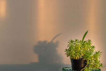 Succulent sedum rupestre or Sedum mexicanum in black pot on white wall background at balcony. Copy space, Selective focus.の写真素材