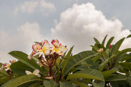 Group of white pink plumeria frangipani flowers ( Leelawadee ) with green leaf and sky background. Thai Beautiful and Awesome flowers, Tropical flower, Copy space, Selective focus.の写真素材