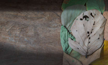 Background for many dried leaves. Textures with dry leaf, Copy space, Selective focus.の写真素材