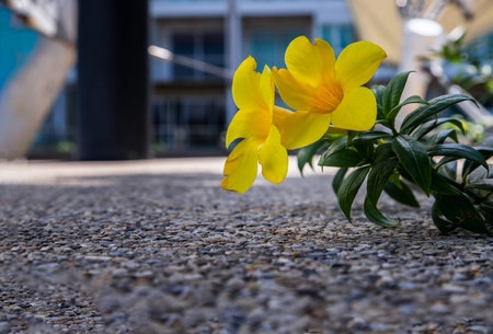 Pork Crackling from lard or Stir-Fried Pork Crackle in ceramic bowl. It is a delicious appetizer. Copy space, Selective focus.の写真素材