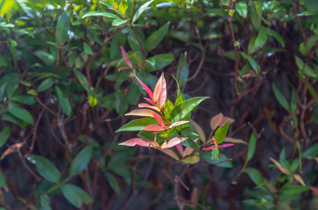 Red leaf photinia of Photinia glabra Robin. Flower's leaves are raised to receive soft sunlight in the morning Dense green leaves with red flowers. Copy space, Selective focus.の写真素材