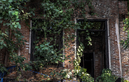 View through broken wooden door and old window covered in green ivy plant into an abandoned building...