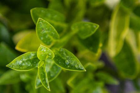 Water drops on wisteria frutescens leaves beautifully blooming in garden. Selective focus.の写真素材