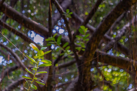 Detail of sunlight passing through small leaves on A huge banyan tree. Atmosphere of calm relaxation. Nature concept for design. Selective focus.の写真素材