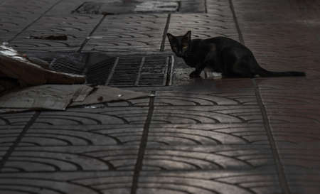 Side view of a Black stray cat  looking at the camera on the stree in alley. Selective focus.の写真素材