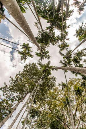 A beautiful shot of a trees from the bottom up against the sky, Low angle shot - great for a creative wallpaper.の写真素材