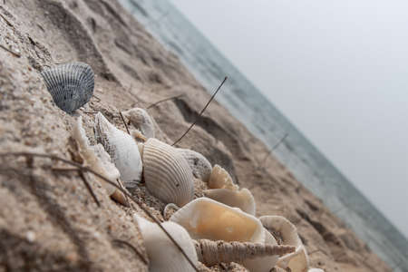 Seashell in sand on the beach and copy space. Sand pattern of a beach in the summer.の写真素材