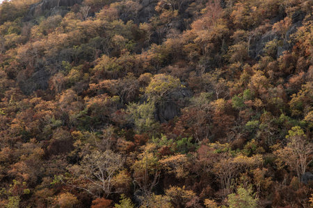 Trees forest on the mountain slope in a nature. Colorful trees forest for background. No focus,...