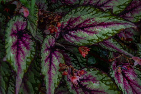 Beautiful Caladium family tree full bloom grown in a botanic garden.の写真素材