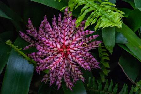Beautiful red and white flowers full bloom grown in a botanic garden.