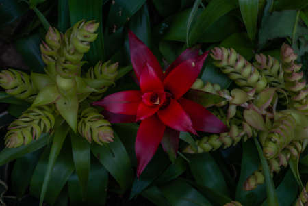Beautiful red flower of Nidularium billbergioides full bloom grown in a botanic garden.の写真素材