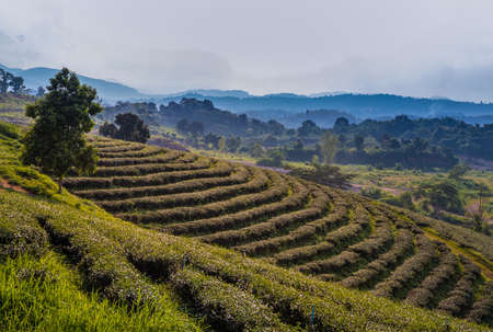 Green tea plantation landscape of Doi Mae Salong, Chiangrai Thailand. Selective focus.の写真素材