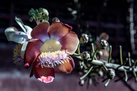 The amazingly complex flower of the Cannonball Tree has tentacle like structures very much like a...